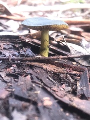 Cortinarius austrovenetus