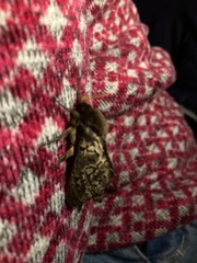 Oxycanus antipoda