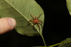 Sparassidae