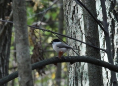Poecile palustris