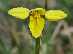 Diuris chryseopsis