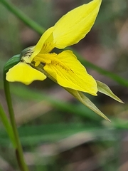 Diuris chryseopsis