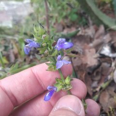 Salvia prunelloides