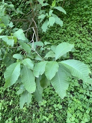 Tabernaemontana tomentosa