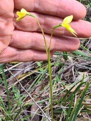 Diuris chryseopsis