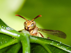 Mischocyttarus angulatus