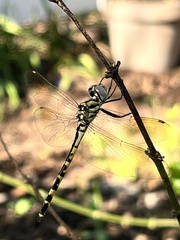 Hemicordulia intermedia