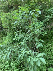 Tabernaemontana tomentosa