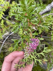 Grevillea acanthifolia