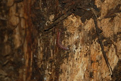 Nearctodesmidae