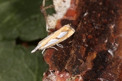 Catoptria pinella