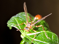 Mischocyttarus angulatus