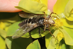 Tabanomorpha