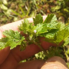 Fuertesimalva limensis