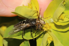 Tabanomorpha