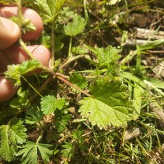 Fuertesimalva limensis
