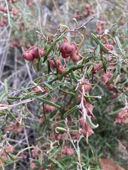 Lasiopetalum rufum