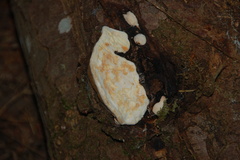 Byssomerulius corium