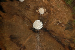 Fomitopsis pinicola