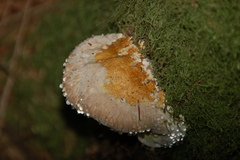 Fomitopsis pinicola