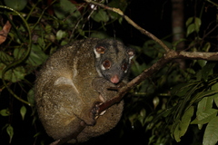 Pseudochirops archeri