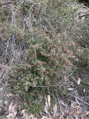 Lasiopetalum rufum