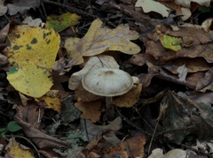 Rhodocollybia asema