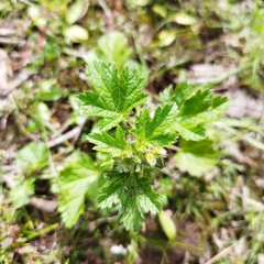 Fuertesimalva limensis