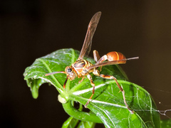 Mischocyttarus angulatus