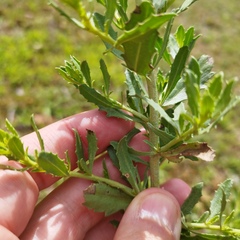 Baccharis pteronioides