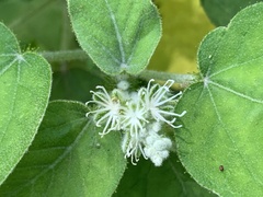 Croton ciliatoglandulifer