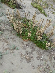 Solidago spathulata