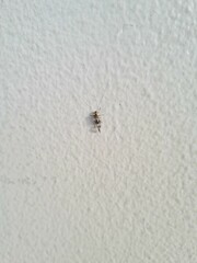 Graphopsocus cruciatus