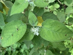 Croton ciliatoglandulifer