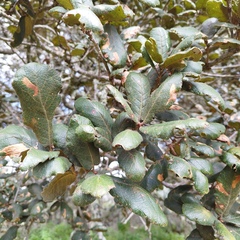 Quercus rugosa