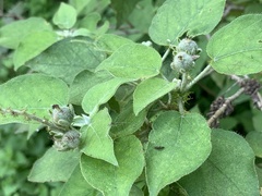 Croton ciliatoglandulifer