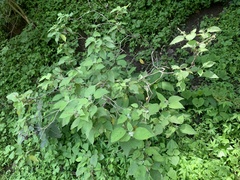 Croton ciliatoglandulifer