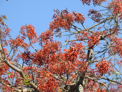 Erythrina falcata