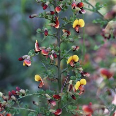 Bossiaea obcordata