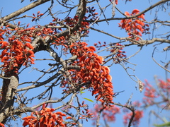 Erythrina falcata