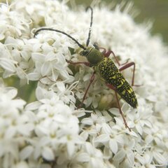 Ochraethes sulphurifer