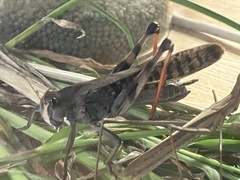 Locusta migratoria