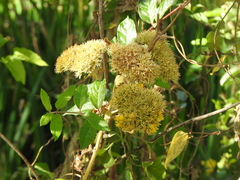 Ophryosporus