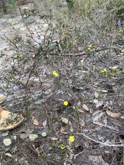 Hibbertia riparia