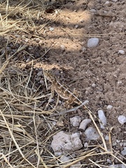 Agama aculeata aculeata