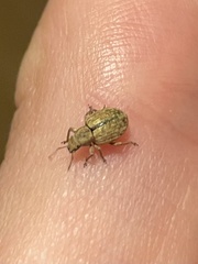 Strophosoma melanogrammum
