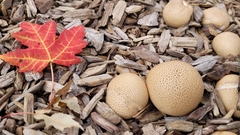 Apioperdon pyriforme