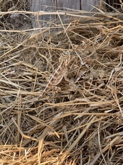 Agama aculeata aculeata