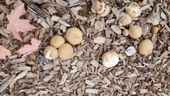 Apioperdon pyriforme