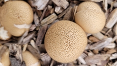 Apioperdon pyriforme